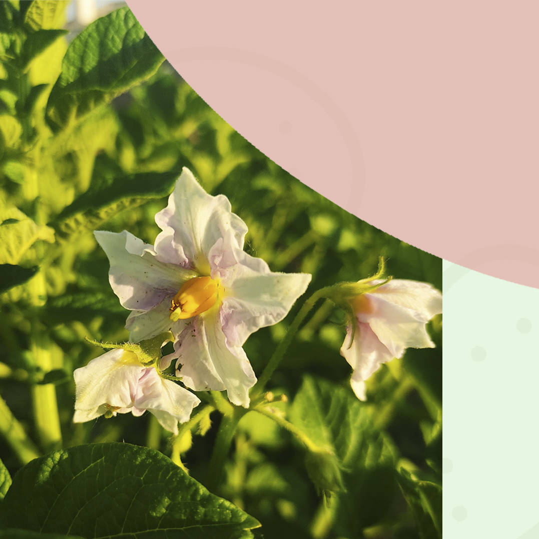 Logotipo Eduardo Sanz - Patatas