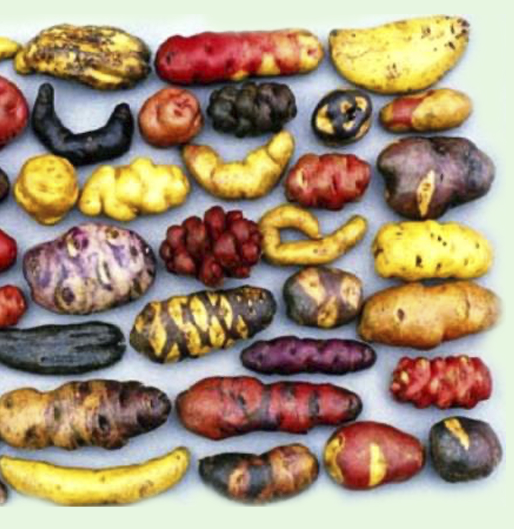 Logotipo Eduardo Sanz - Patatas IV y V Gama | Patatas Consumo y Siembra