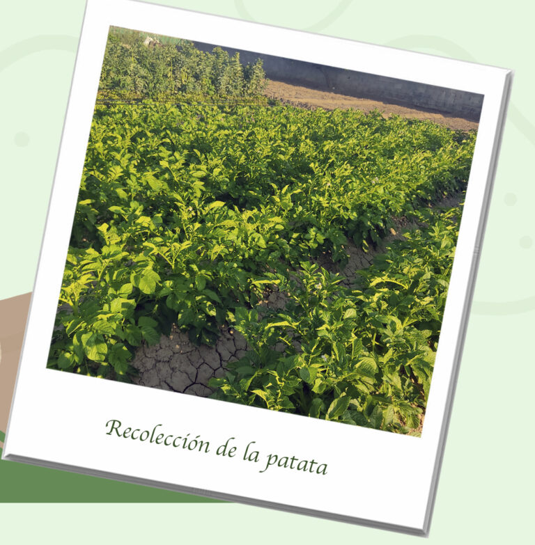 Recolección de patatas 1 Patatas Eduardo Sanz almacenadas y listas para su distribución.