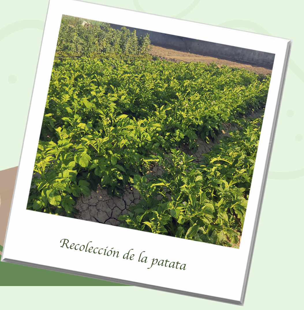 Patatas Eduardo Sanz almacenadas y listas para su distribuci&oacute;n.