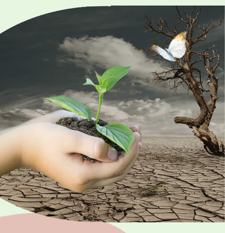 Planta de patata joven en manos sobre suelo &aacute;rido, representando el cultivo de patatas de siembra Eduardo Sanz